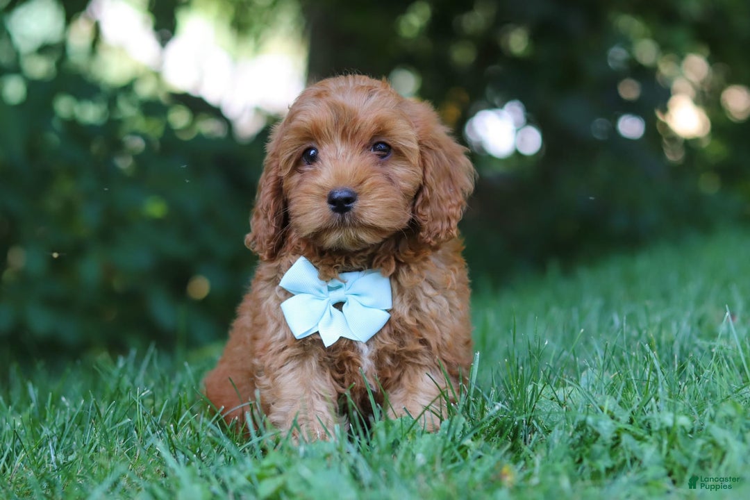 Cavapoo dogs for sale: Jude - Image 2
