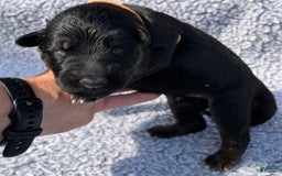 German Shepherd dogs for sale: Boy - Image 10
