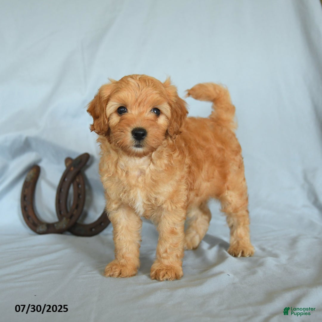 Shihpoo dogs for sale: River - Image 1