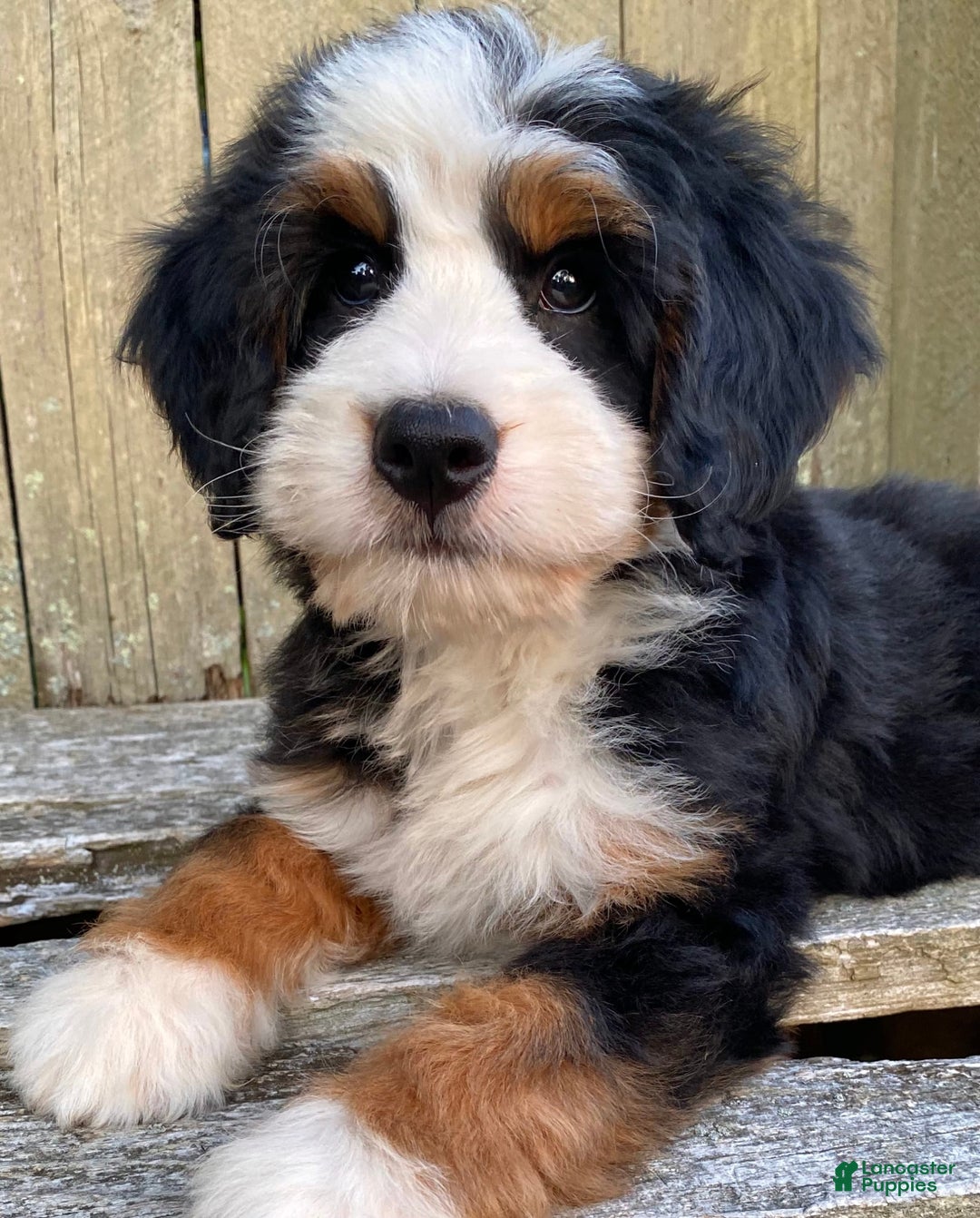 Mini Bernedoodle dogs for sale: 💛 Boston Ma 💛 Mini Bernedoodle - Image 16