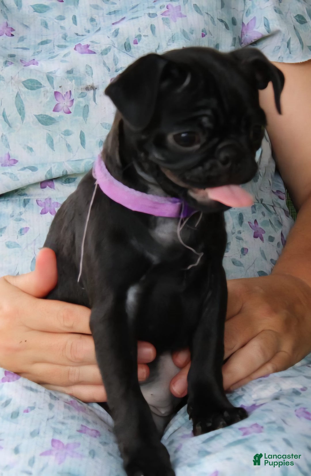 Pug dogs for sale: Penny - Image 5