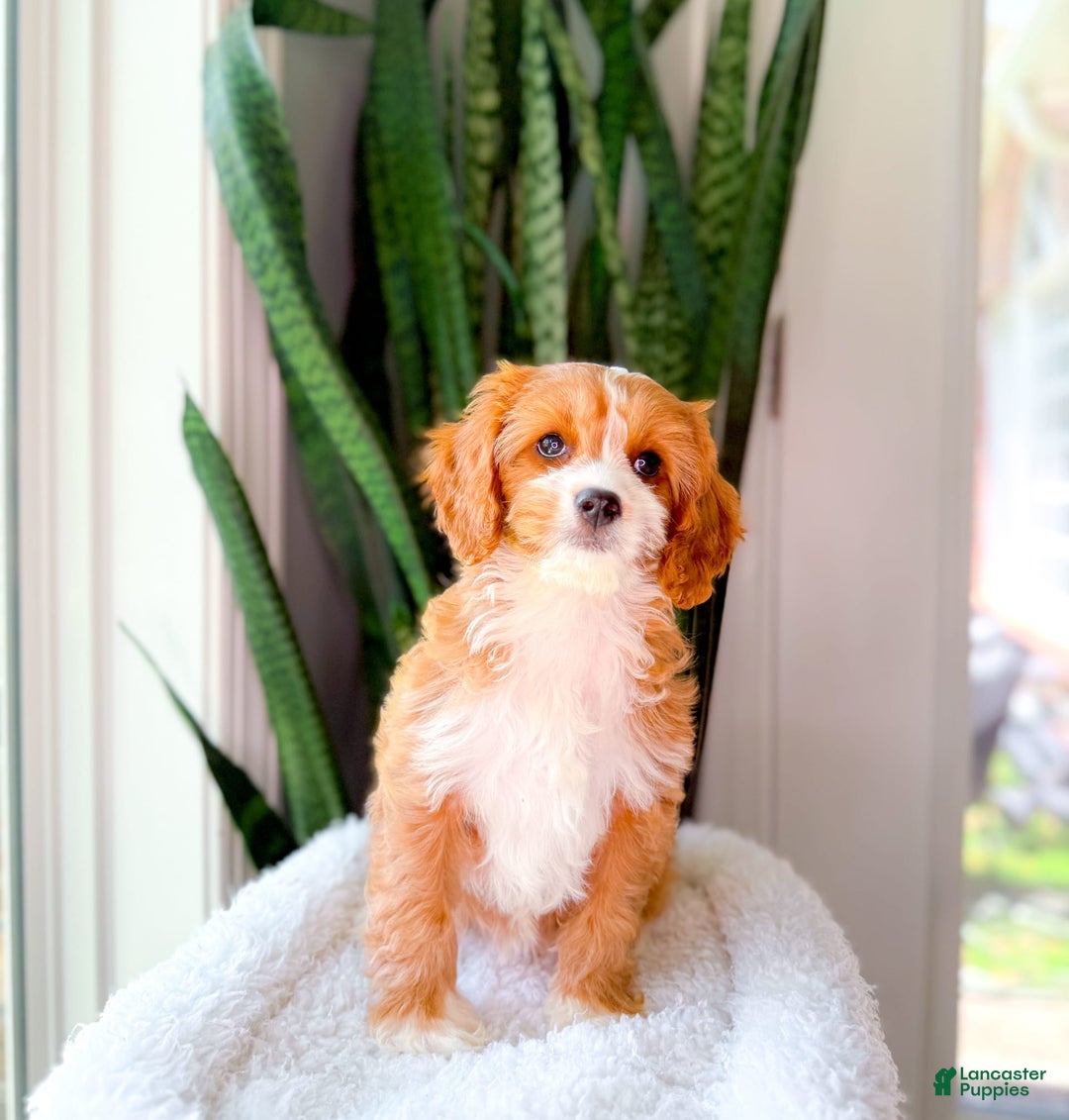Cavapoo dogs for sale: Yara - Image 2