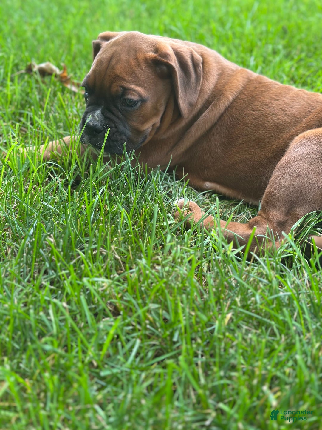 Boxer dogs for sale: Chaz - Image 2