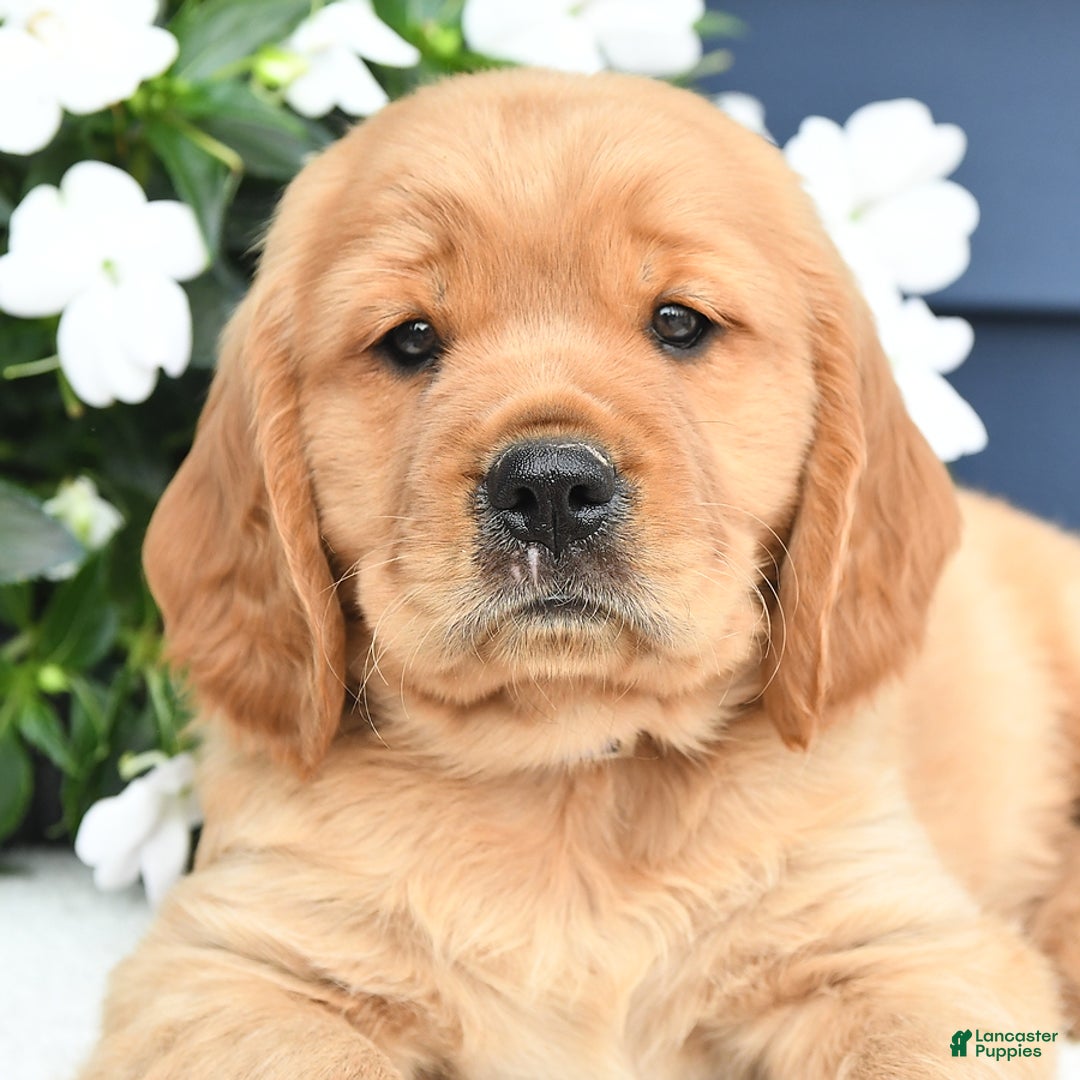 Miniature Golden Retriever dogs for sale: Kenny - Image 1