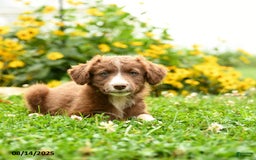 Border Collie dogs for sale: Sheila - Image 3