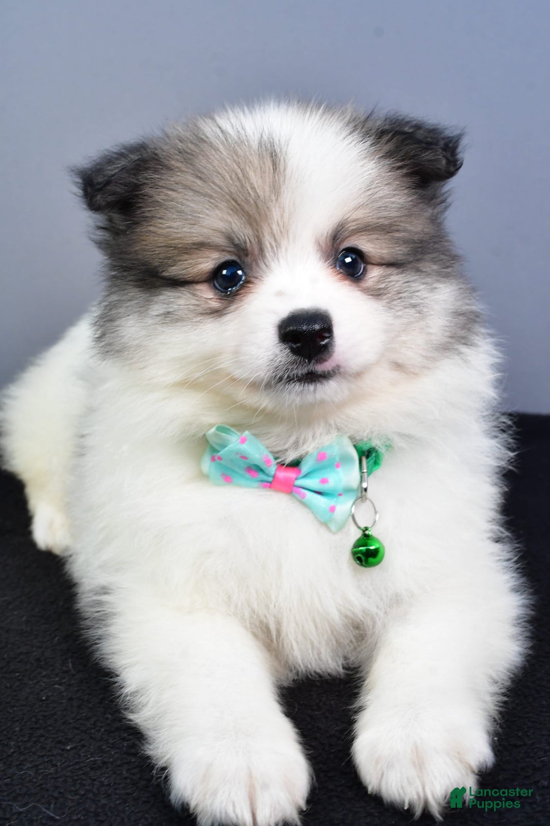 Pomeranian dogs for sale: Sylis - Image 3