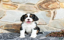 Miniature Bernese Mountain Dog dogs for sale: Oak - Image 1