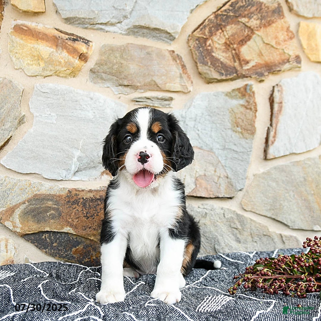 Miniature Bernese Mountain Dog dogs for sale: Oak - Image 1