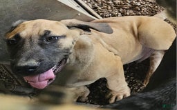 English Mastiff dogs for sale: Marty - Image 5