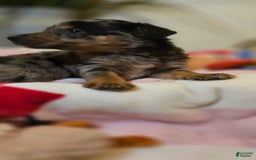Labrador Retriever dogs for sale: Casper - Image 1