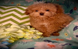 Maltipoo dogs for sale: Hanky - Image 3
