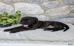 English Mastiff dogs for sale: Berkley - Image 11