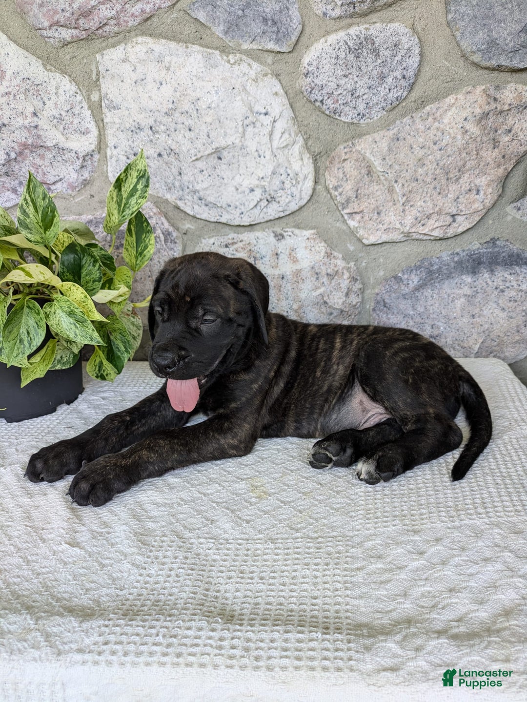 English Mastiff dogs for sale: Berkley - Image 11