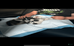 Siberian Husky dogs for sale: Siberian Husky/ Her Name Is Luna - Image 1