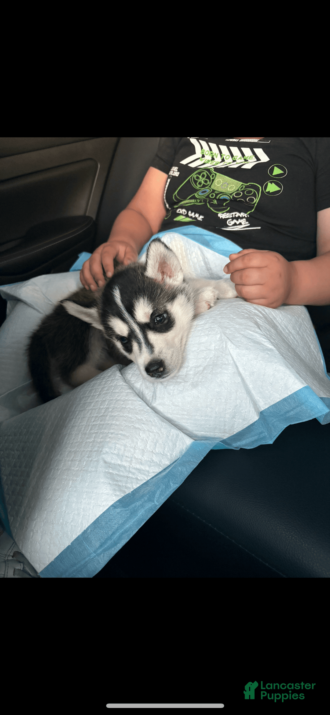 Siberian Husky dogs for sale: Siberian Husky/ Her Name Is Luna - Image 1