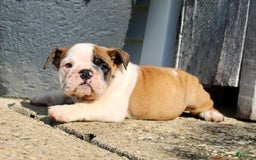 English Bulldog dogs for sale: Wendy - Image 2