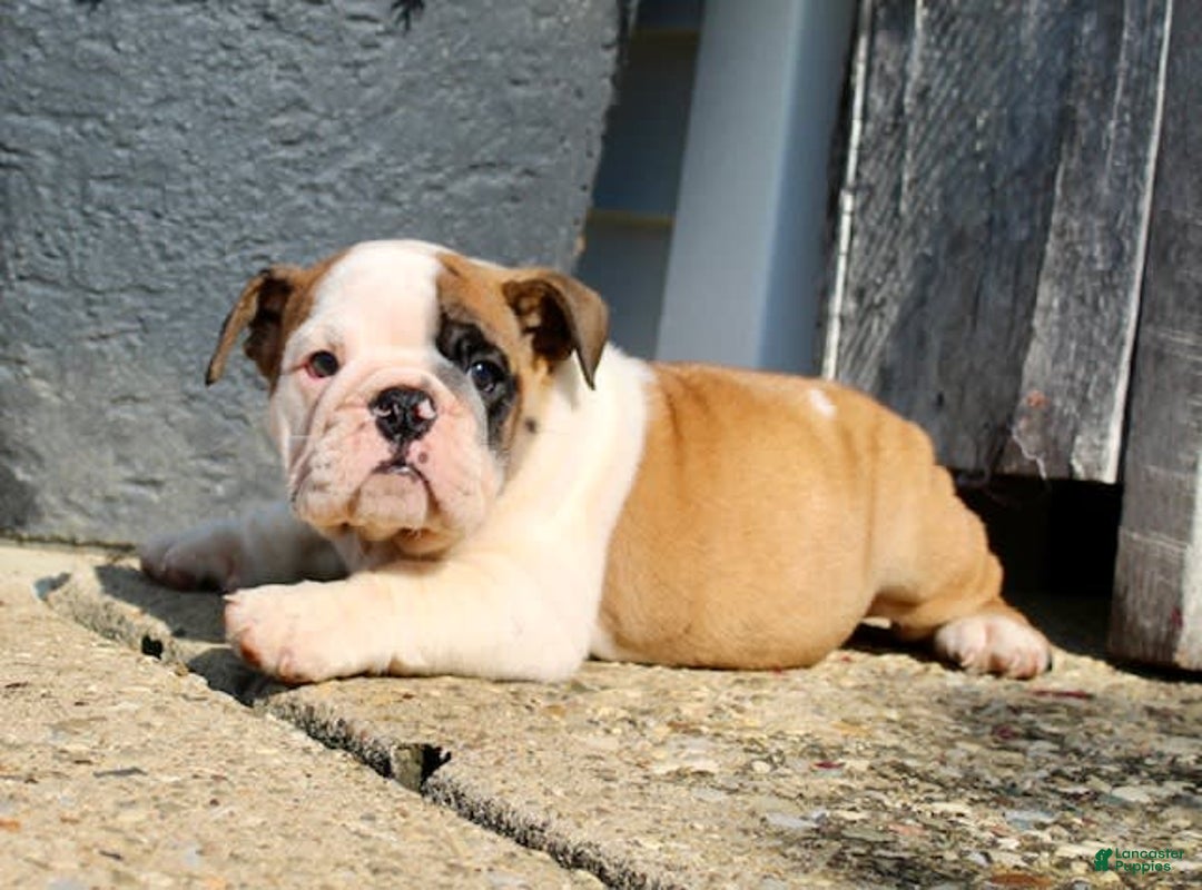 English Bulldog dogs for sale: Wendy - Image 2