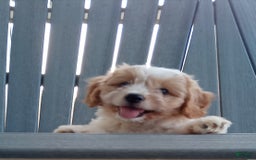 Cavachon dogs for sale: Silas - Image 6