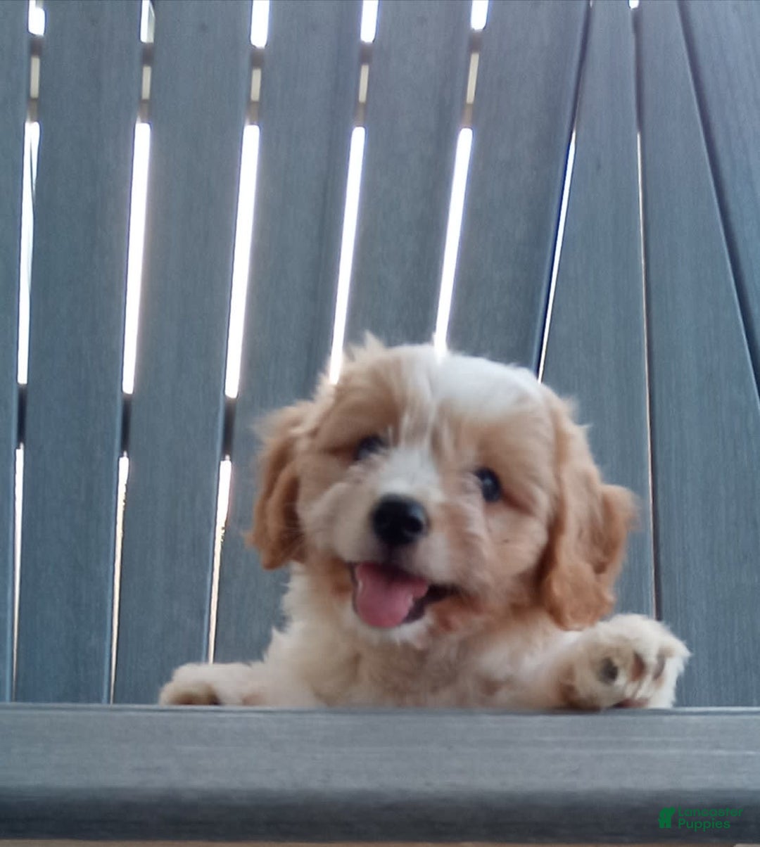 Cavachon dogs for sale: Silas - Image 6