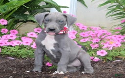 Great Dane dogs for sale: Hope - Image 3