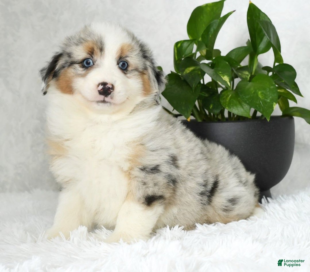 Australian Shepherd dogs for sale: Buddy - Image 5