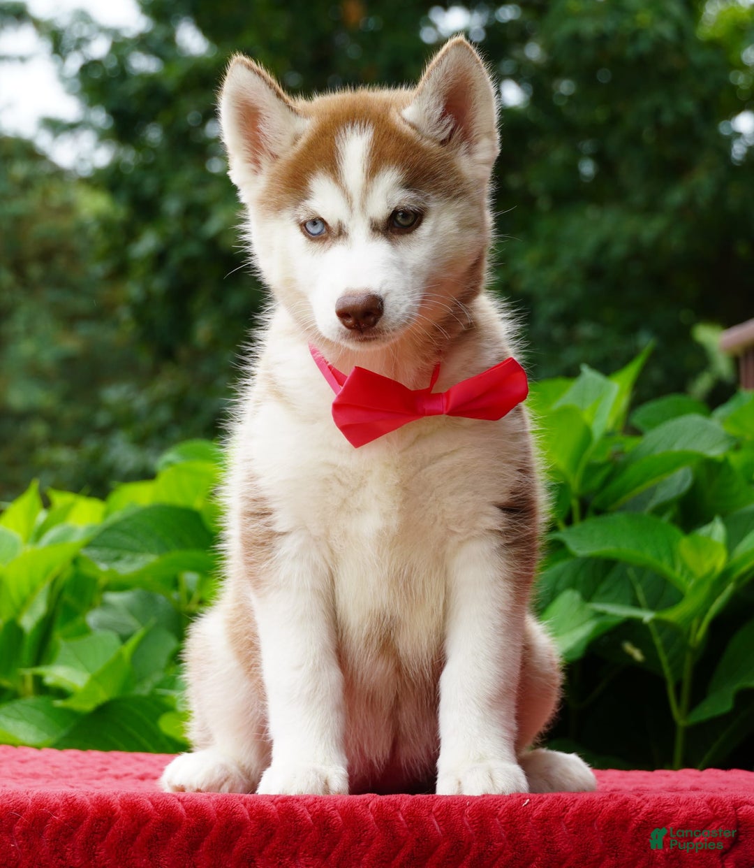 Siberian Husky dogs for sale: Bella - Image 2