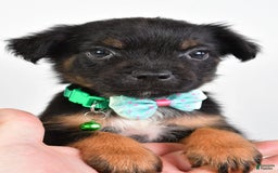 French Bulldog dogs for sale: Clyde - Image 1