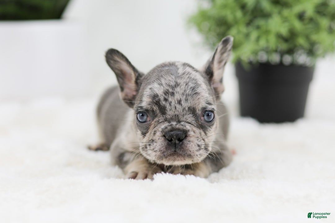 French Bulldog dogs for sale: Ralph - Image 8