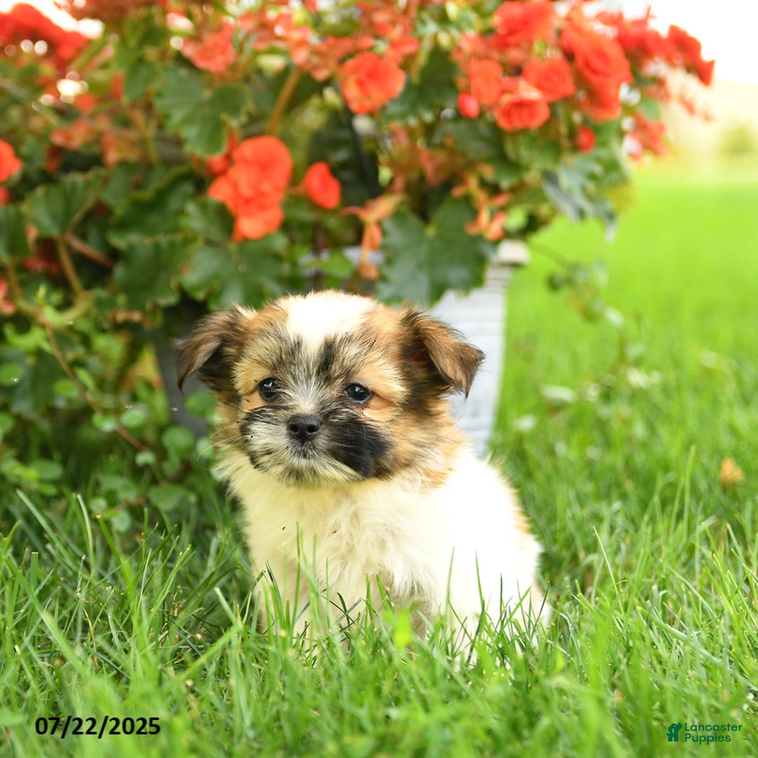 Pomeranian dogs for sale: Ocean - Image 3