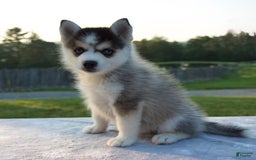 Pomsky dogs for sale: Trisha - Image 3