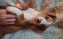 Beagle dogs for sale: Reese - Image 1