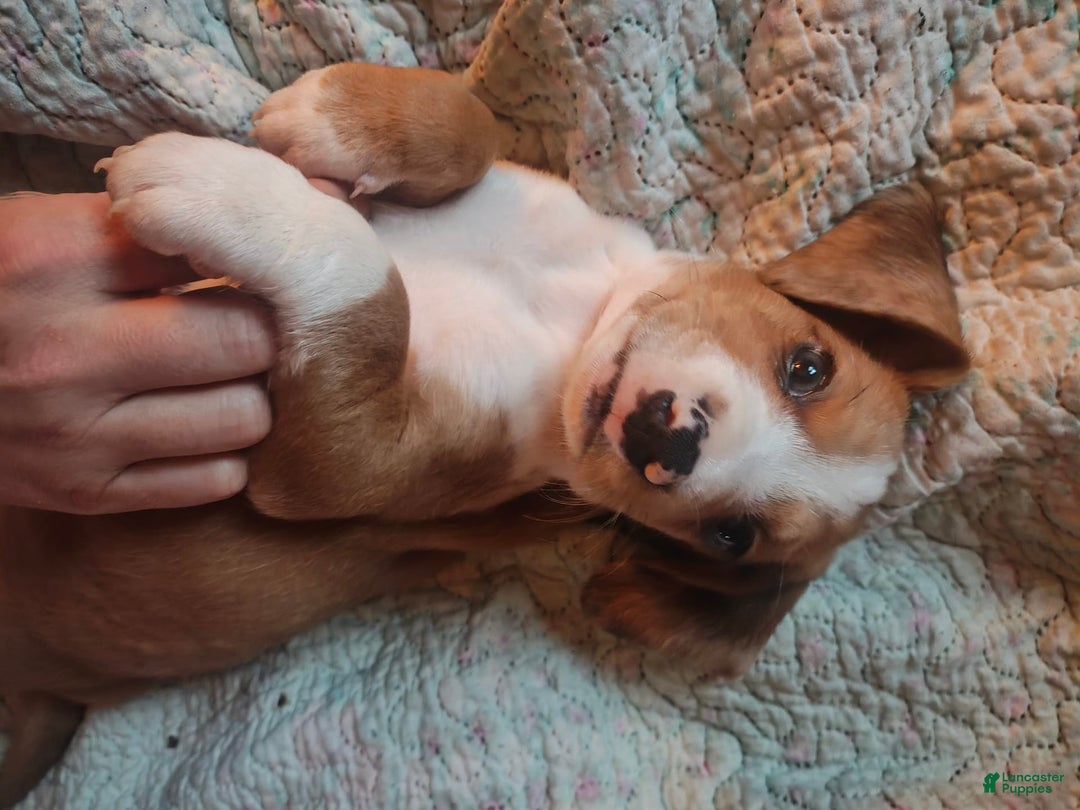 Beagle dogs for sale: Reese - Image 1