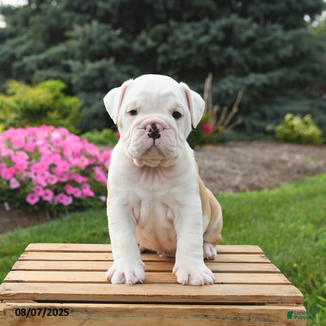 English Bulldog dogs for sale: Caesar - Image 2