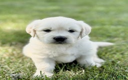 Golden Retriever dogs for sale: Harper - Image 4