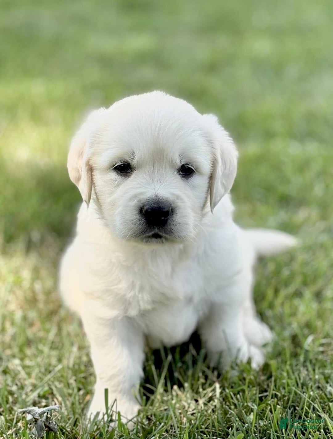 Golden Retriever dogs for sale: Harper - Image 4