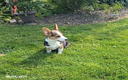 Welsh Corgi Pembroke dogs for sale: Charlie - Image 8