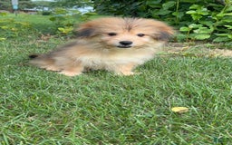 Yorkshire Terrier dogs for sale: Cooper - Image 7