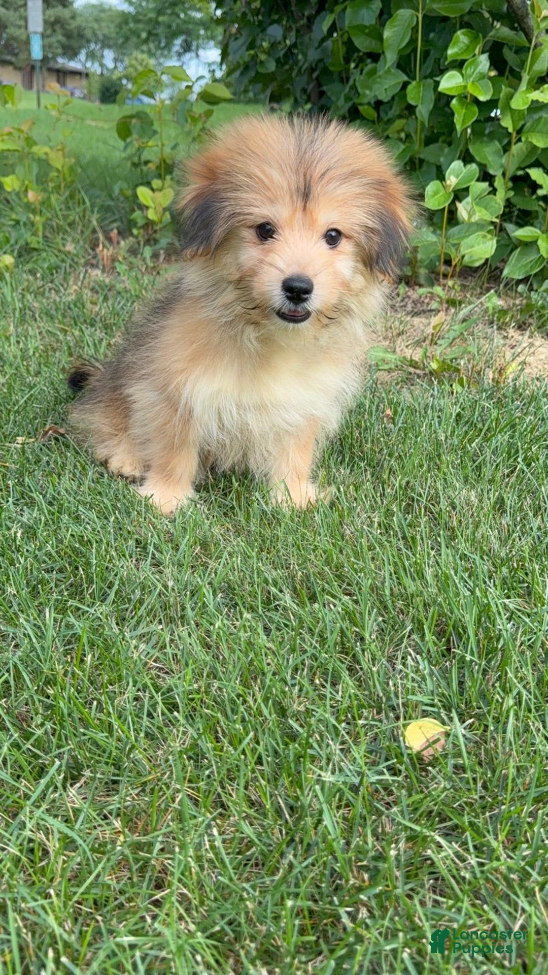 Yorkshire Terrier dogs for sale: Cooper - Image 7