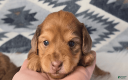 Miniature Dachshund dogs for sale: Matilda - Image 1