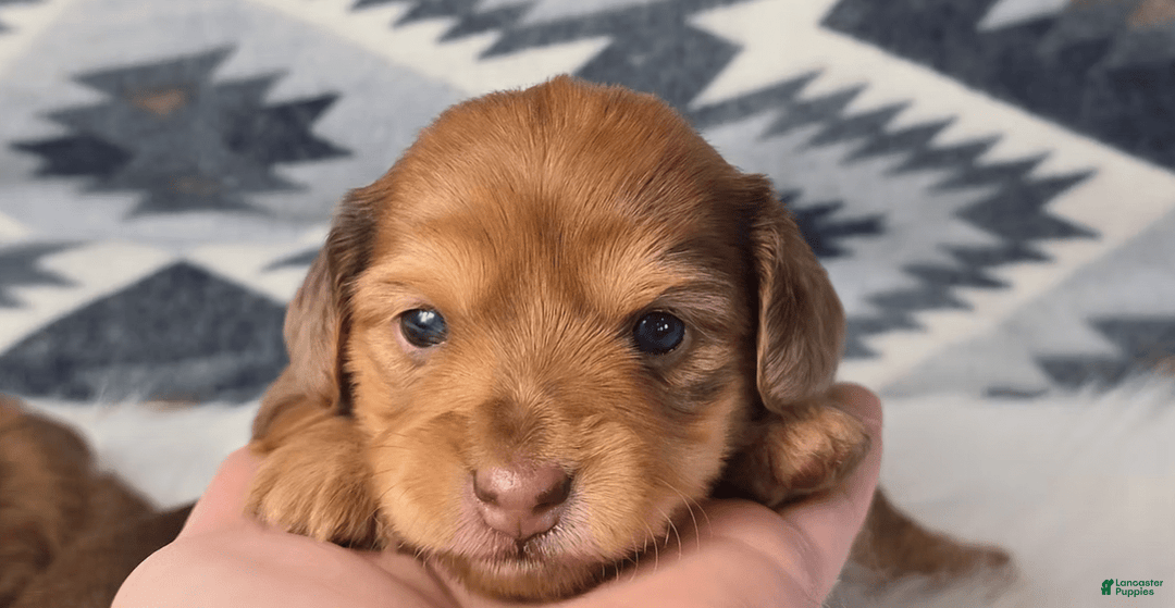 Miniature Dachshund dogs for sale: Matilda - Image 1