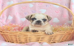 Pug dogs for sale: Archie - Image 1