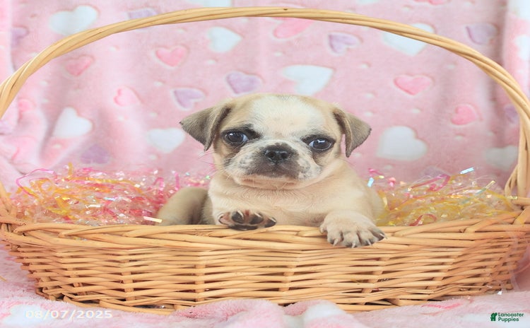 Pug dogs for sale - Ad 5