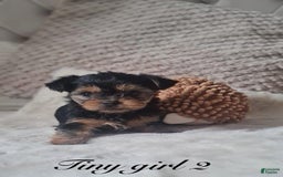 Yorkshire Terrier dogs for sale: Daisy - Image 3