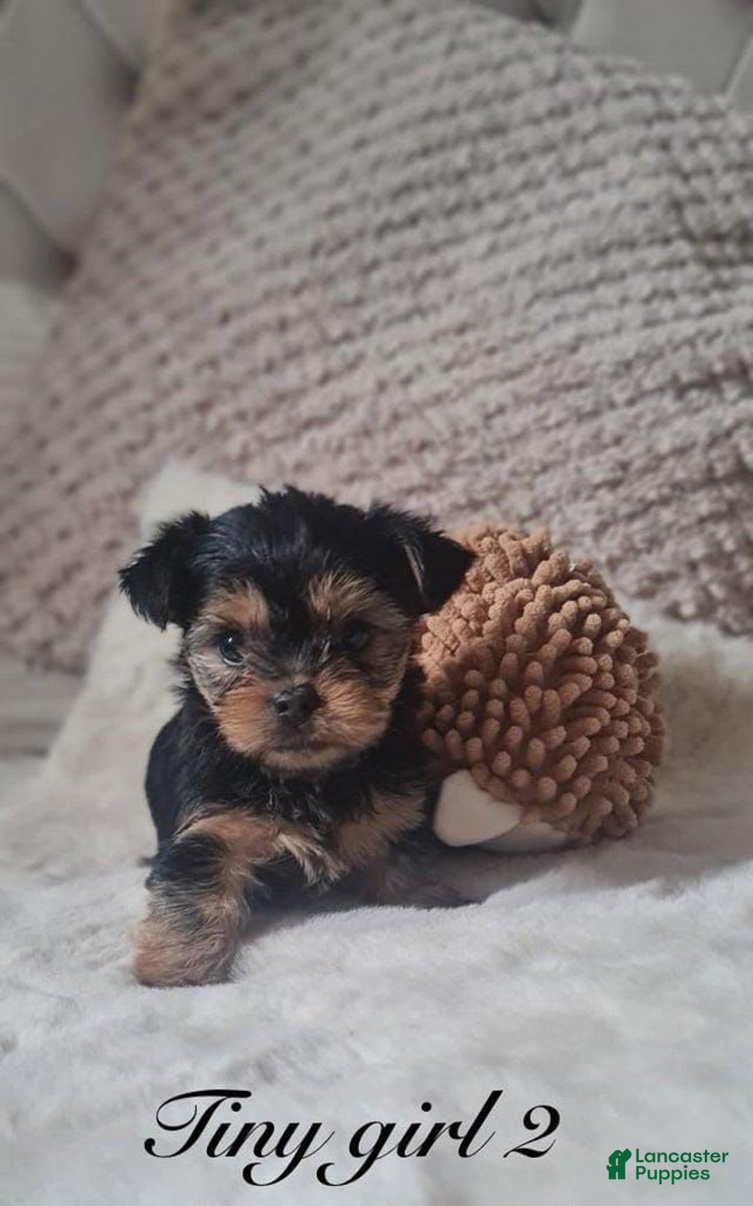 Yorkshire Terrier dogs for sale: Daisy - Image 3
