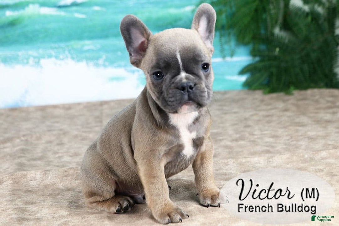 French Bulldog dogs for sale: Victor - Image 2
