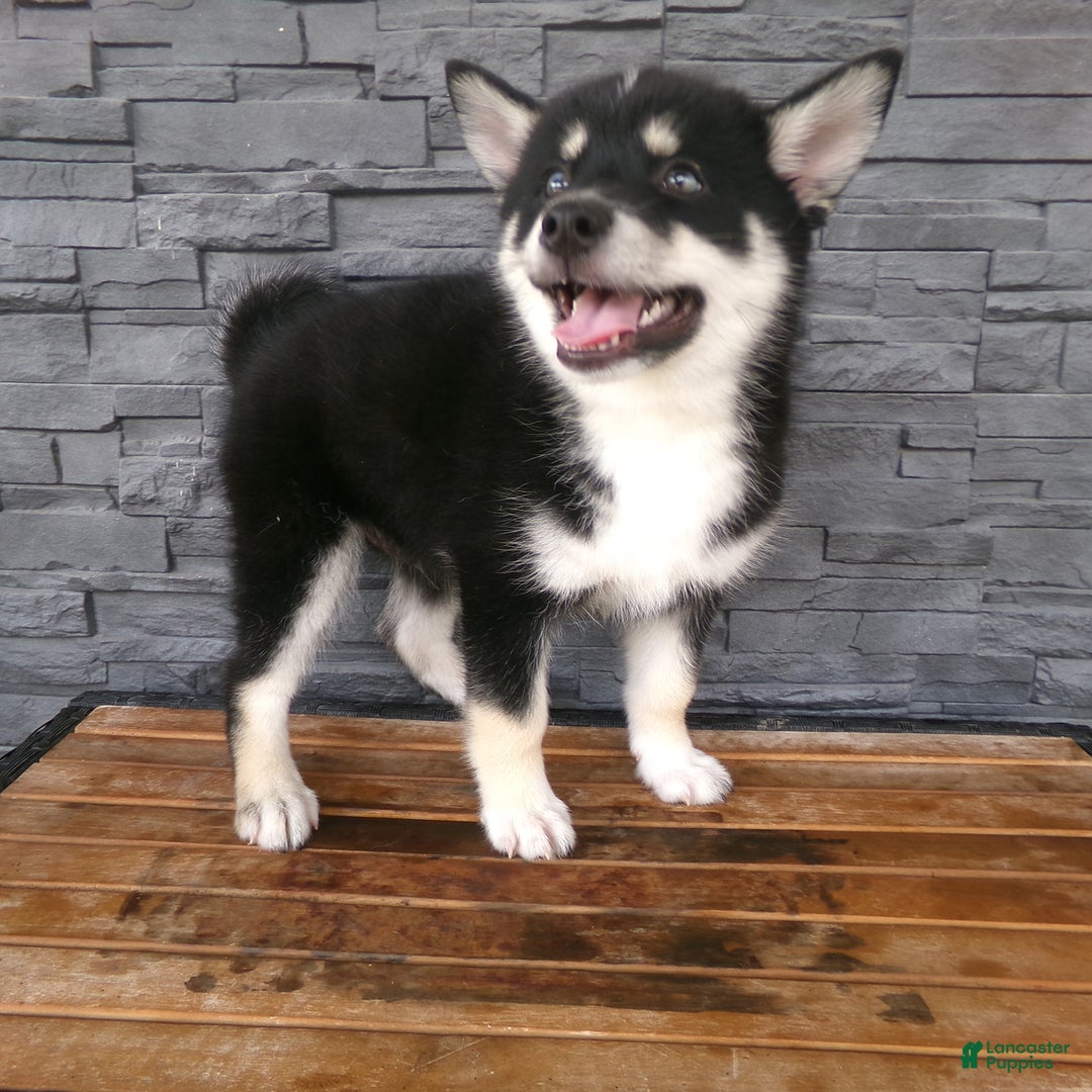 Pomsky dogs for sale: Sammy - Image 12