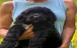 Goldendoodle dogs for sale: Brooklyn - Image 5