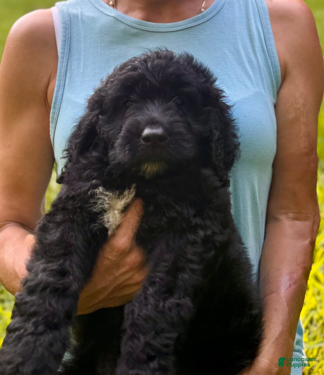 Goldendoodle dogs for sale: Brooklyn - Image 5