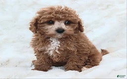 Cavapoo dogs for sale: Adrian - Image 3