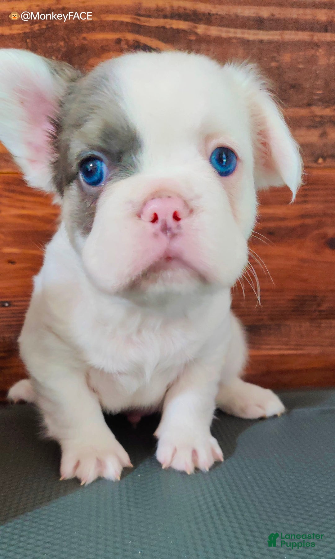 French Bulldog dogs for sale: Patch - Image 7